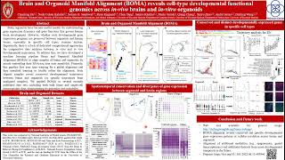 Brain and Organoid Manifold Alignment BOMA a  Chenfeng He  MLCSB  Poster  ISMB 2022 [upl. by Nomzaj]