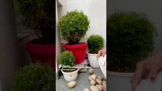 Corner Decor with Diy Topiaries shatavari asparagus creativegardening [upl. by Slorac]