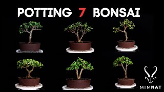 Potting 7 bonsai  The bonsai process EP6 [upl. by Dowell720]