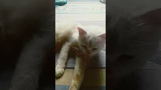 cat catsy cuteanimal catlover catty cutecat song kitten caty cutepet [upl. by Fergus]