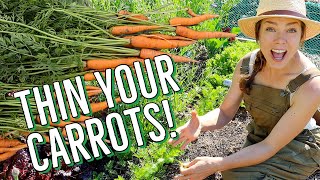 How and Why to Thin Your Carrots 🥕🥕🥕 [upl. by Walkling]