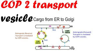 COP 2 transport vesicles  vesicle transport [upl. by Patsy]