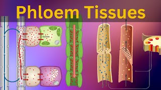 Phloem Tissues Structure and function Vascular bundles Types of plant tissues Biology [upl. by Rogozen239]