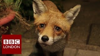 How one man befriended an urban fox  BBC London [upl. by Aelhsa]