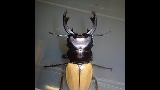 Odontolabis mouhotii elegans  Stag Beetle  HirschkÃ¤fer [upl. by Reina]