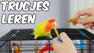 MIJN VOGEL COCO TRUCJES LEREN [upl. by Ahseiat]