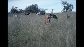 Giant Parramatta Grass weed control and identification [upl. by Lyrac]