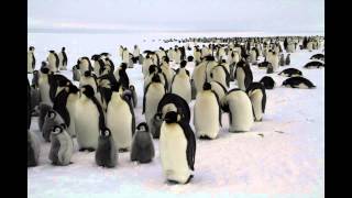 Emperor Penguin Timelapse [upl. by Drofnil601]