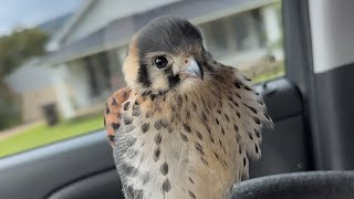 Dolph the cute American Kestrel falcon hunting invasive European Starlings [upl. by Tengler59]