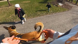 Kids Run Up To Pet Belgian Malinois😨 [upl. by Akkimat]