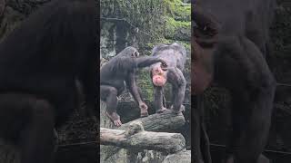 ChimpanzeePan troglodytesTaipei Zoo [upl. by Koller]