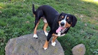 Alfie the Entlebucher Mountain Dog Training Rear End Awareness [upl. by Rhpotsirhc]