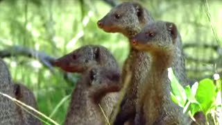 Banded Mongooses Raising Their Young  Bands on the Run  BBC Earth [upl. by Nailliw]