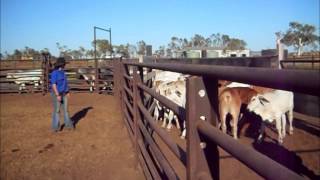 Destressing Cattle at DeGrey Station with Stress Free Stockmanship [upl. by Olivette]