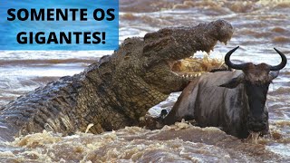 OS MAIORES JACARÉS E CROCODILOS DO MUNDO QUANTO PESA E QUAL O TAMANHO QUE ESSES GIGANTES ALCANÇAM [upl. by Melvina]