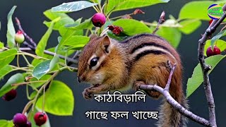 কাঠবিড়ালি নিউ ভিডিও [upl. by Notlit]