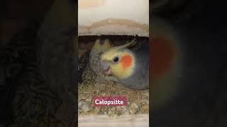 Calopsitte birds arabic parro [upl. by Azarcon]