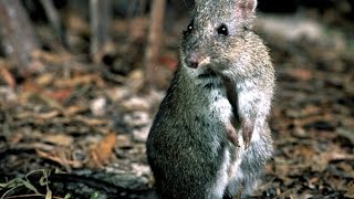 Really Rare Potoroos Rescued in Currumbin [upl. by Reerg]