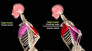 Pull Ups amp Dips with Muscular Analysis [upl. by Harwin]