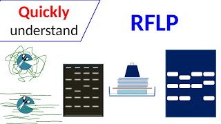 RFLP  Restriction Fragment Length Polymorphism [upl. by Aniretak]