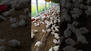 29 Days Old Chicks Growth poultry poultryfarming farming trending trendingshorts shorts [upl. by Nottarts960]