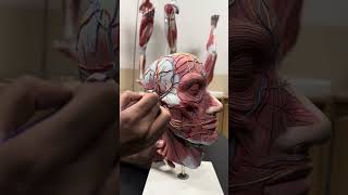 Head and Neck Nerves and Arteries  Sagittal Section  Gross Anatomy  2nd Year MBBS [upl. by Noswal]