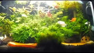 10 Gallon Overstocked Community Tank [upl. by Annayak]