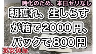 『生しらす入荷、セリなし涙』令和6年11月23日の激安魚屋福井県敦賀市相木魚問屋 [upl. by Skippy]