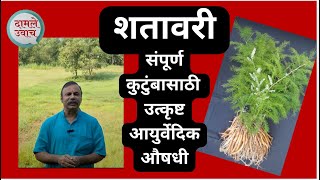 शतावरी  संपूर्ण कुटुंबासाठी उत्कृष्ट आयुर्वेदिक औषधी  Ayurvedic Health Benefits of Shatavari [upl. by Otsugua477]