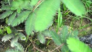 Planta Dormilona o Mimosa Pudica  Tocache Perú [upl. by Notnelc553]