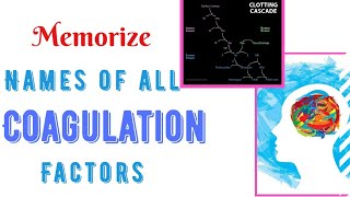 Coagulation factors names Mnemonic [upl. by Acquah]