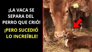 ¡La vaca se separa del perro que crió ¡Pero sucedió lo increíble [upl. by Airom]