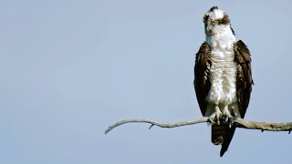 Peregrine Falcon Attempts to Steal Prey from Osprey [upl. by Nnyluqcaj995]