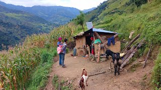 This is Himalayan Nepali village life  most peaceful and organic traditional mountain village life [upl. by Katonah]