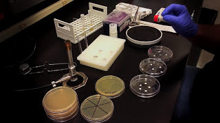 Testing an Antibiotic Using a Disk Diffusion Assay  Kirby Bauer Method [upl. by Ahselak]