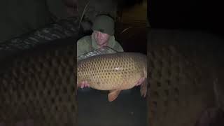 50lb Common fishing carpe frenchcarp francecarpfishing carp carpangling carpfishing angling [upl. by Shewchuk]