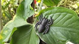 Giant Black Fake Spider [upl. by Corley]