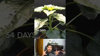 83 Days In 35 Seconds Sunflower Time Lapse 🌺 shorts [upl. by Ilak]