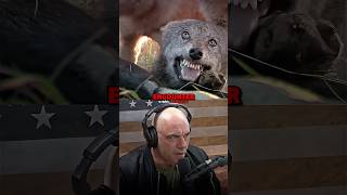 Joe Rogan on why Wolves are Afraid of People [upl. by Franz20]