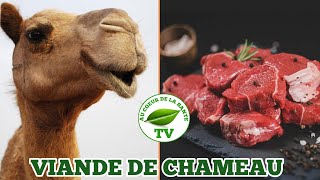 VIANDE DE CHAMEAU QUELS EFFETS SUR LA SANTÉ [upl. by Verene]