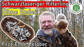 Schwarzfaserige Ritterlinge ohne Ende  Phantastische PilzeFunde Ende Oktober 2024 🍄 [upl. by Nhguavad]