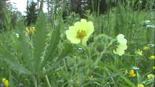 MyNature Apps Identifying Sulphur CinquefoilPotentilla recta [upl. by Atinihc379]