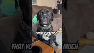 My dog My dog But the puppy eyes 🥺 canecorso bulldog cutedog puppy dogs money funnyshorts [upl. by Killigrew]