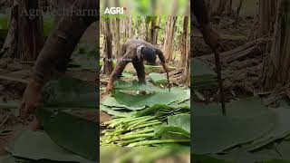 How to cut banana leaves [upl. by Inwat]