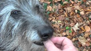 2 scottish deerhounds  dans le bois du Grippelot [upl. by Lune]