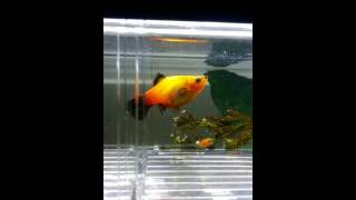 Orange platy giving birth to 40plus fish fries [upl. by Casmey]