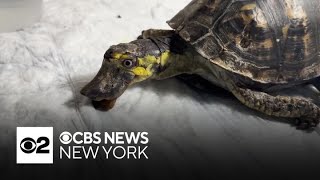 Turtle rescue on Long Island removes extraordinary beak from pet box turtle [upl. by Enilekcaj]