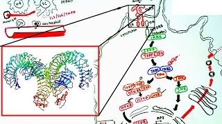 Toll like receptor signaling [upl. by Eskill665]