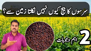 How to avoid poor seed germination problems in mustard farming  Abid Ali Agrarian [upl. by Ijies]