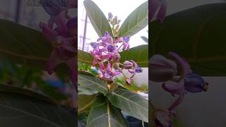 Erykan chedi oram achubujju treandingsong tamilsong shortsfeed nature flowers viralvideos [upl. by Ardisj]